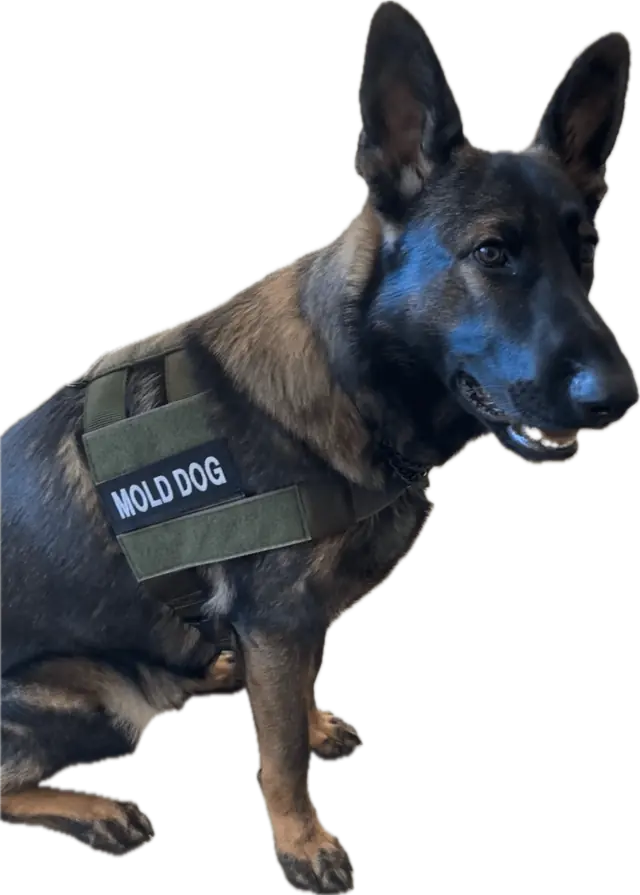 Rex, Montana Mold Dogs’ certified mold detection German Shepherd